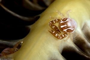 Porcellanella triloba by Mathieu Foulquié 